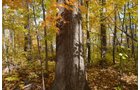 Property photo 40 - 75.3 Acres Offered in 2 Tracts